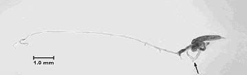 A fishhook waterflea with a one millimeter scale line to indicate its size.