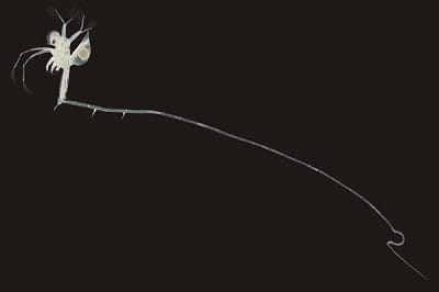 A white to translucent fishhook waterflea with a long tail.
