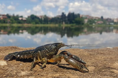 Marbled crayfish