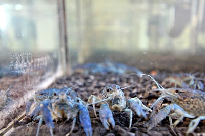 A group of blue-colored marbled crayfish in a tank