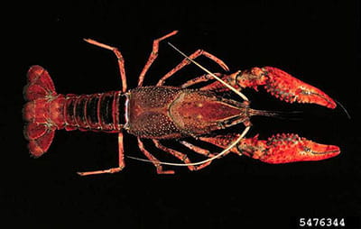 red swamp crayfish