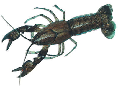 yabby