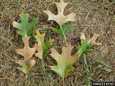 oak wilt leaves