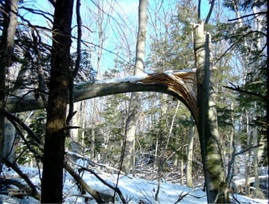 beech bark disease beech snap