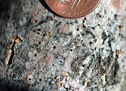 twig beetles exit holes