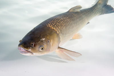 An adult grass carp swimming.