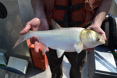Hands holding an adult silver carp.
