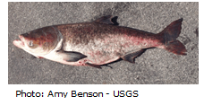 bighead carp