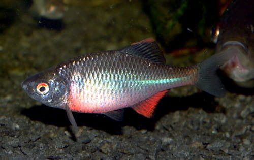 An amur bitterling fish swimming in the water.