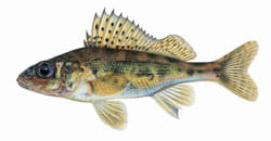 Eurasian Ruffe