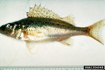 Eurasian ruffe