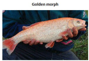 Golden Morph Ide
