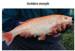 Golden Morph Ide
