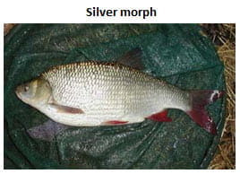 Silver morph Ide