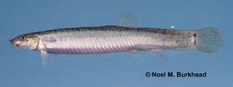 Japanese Weatherfish