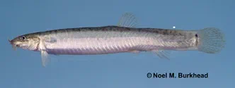 Japanese Weatherfish