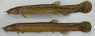 male and female japanese weatherfish