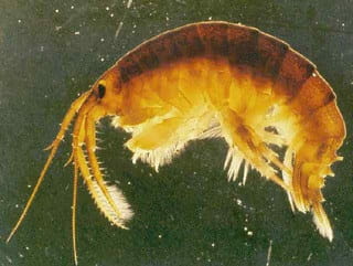 killer shrimp