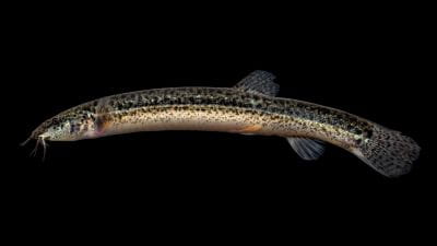 Oriental weatherfish.