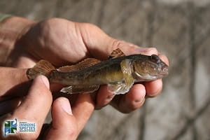 ROUND Goby