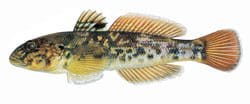 round goby illustration