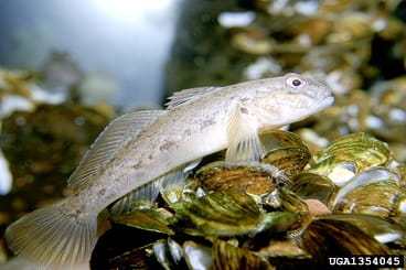 Round goby