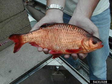 Rudd fish