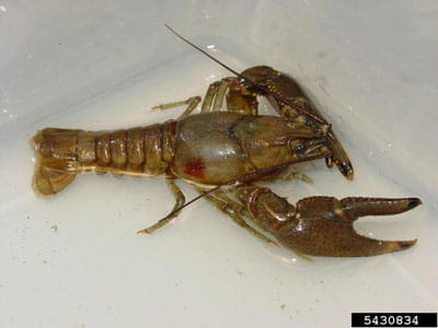 rusty crawfish