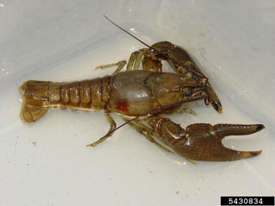 Rusty crayfish