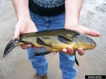 Tench fish