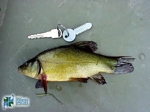 tench