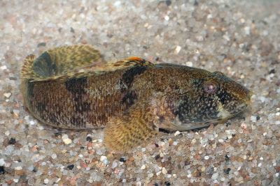 A tubenose goby resting on sandy substrate.