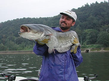 Wels catfish