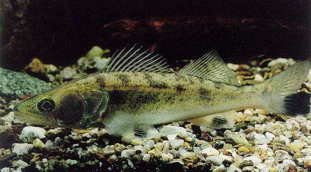 A zander fish swimming.