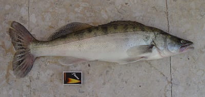 zander