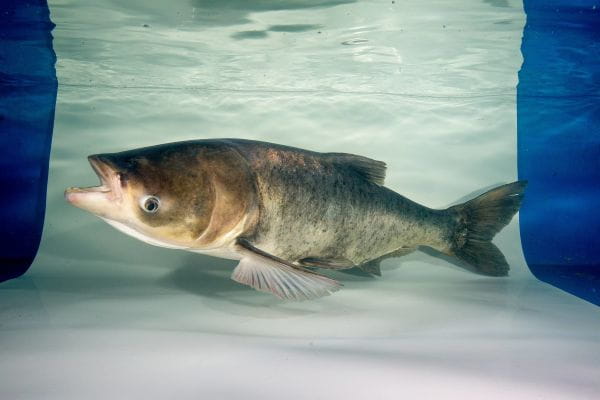 An invasive bighead carp in an aquarium.