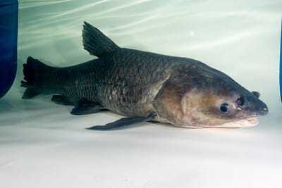 An adult black carp swimming.