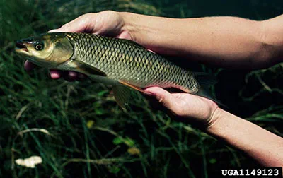 grass carp photo