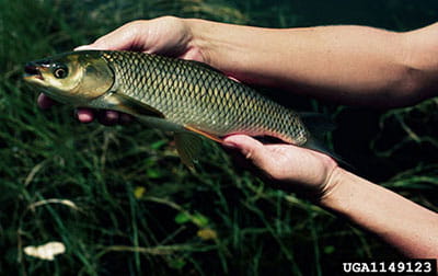 grass carp photo