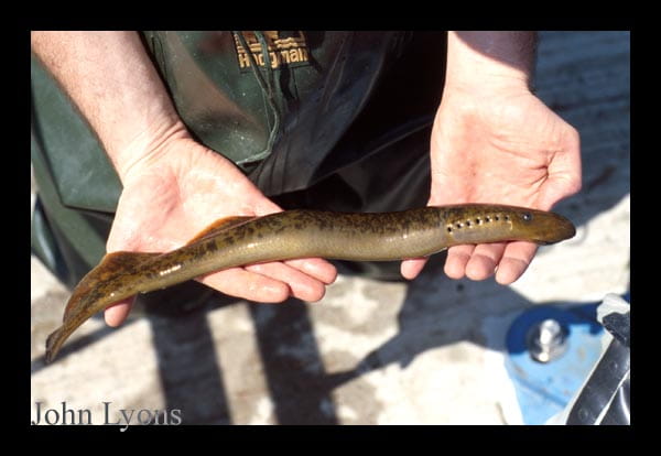 sea lamprey