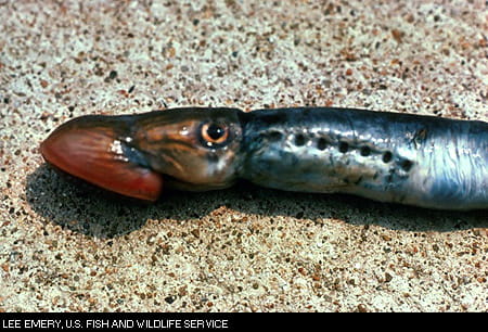 sea lamprey