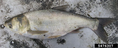 silver carp photo