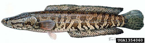 Channa argus (northern snakehead)