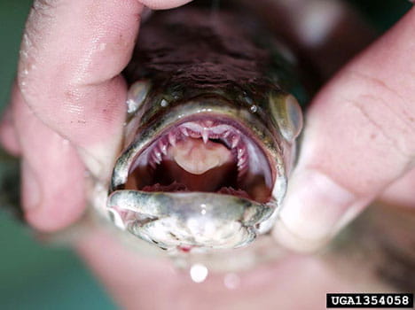snakehead teeth