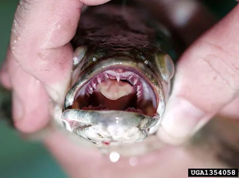 snakehead teeth