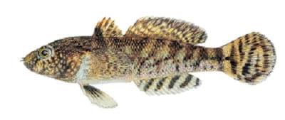 tubenose goby illustration