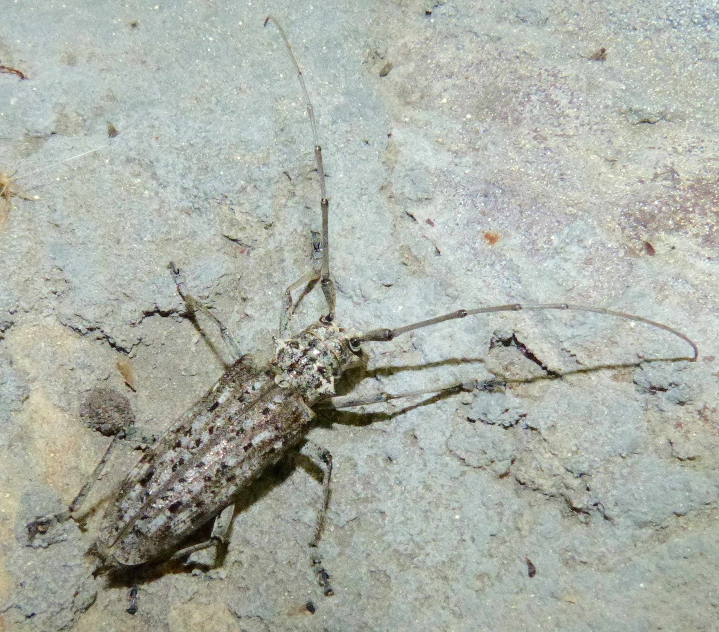 Heads up! It’s time to look for signs of the invasive Asian longhorned ...