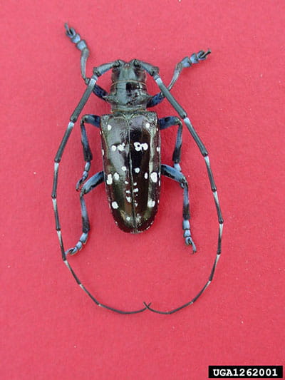asian longhorn beetle
