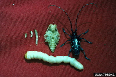 asian longhorn beetle
