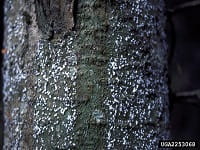 Close up of a balsam tree trunk with white, woolly masses.